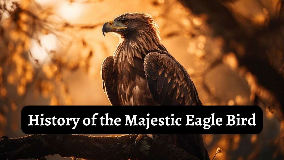 History of Eagle Birds