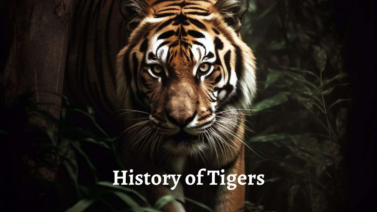 History-of-Tigers