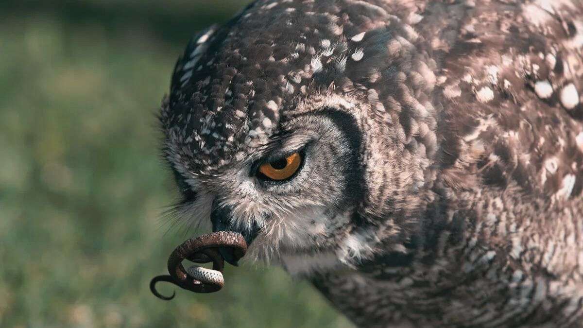 Owls-and-Snakes-A-Deadly-Dance