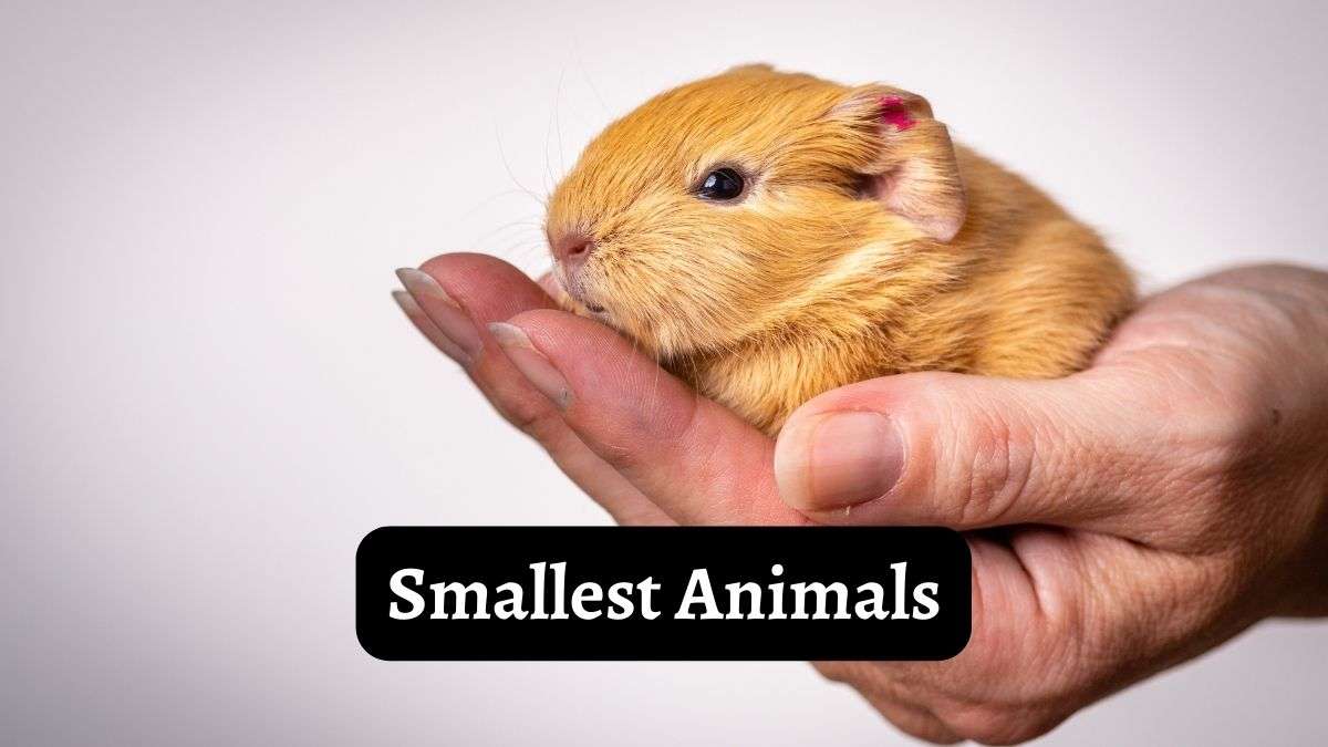 smallest-animals