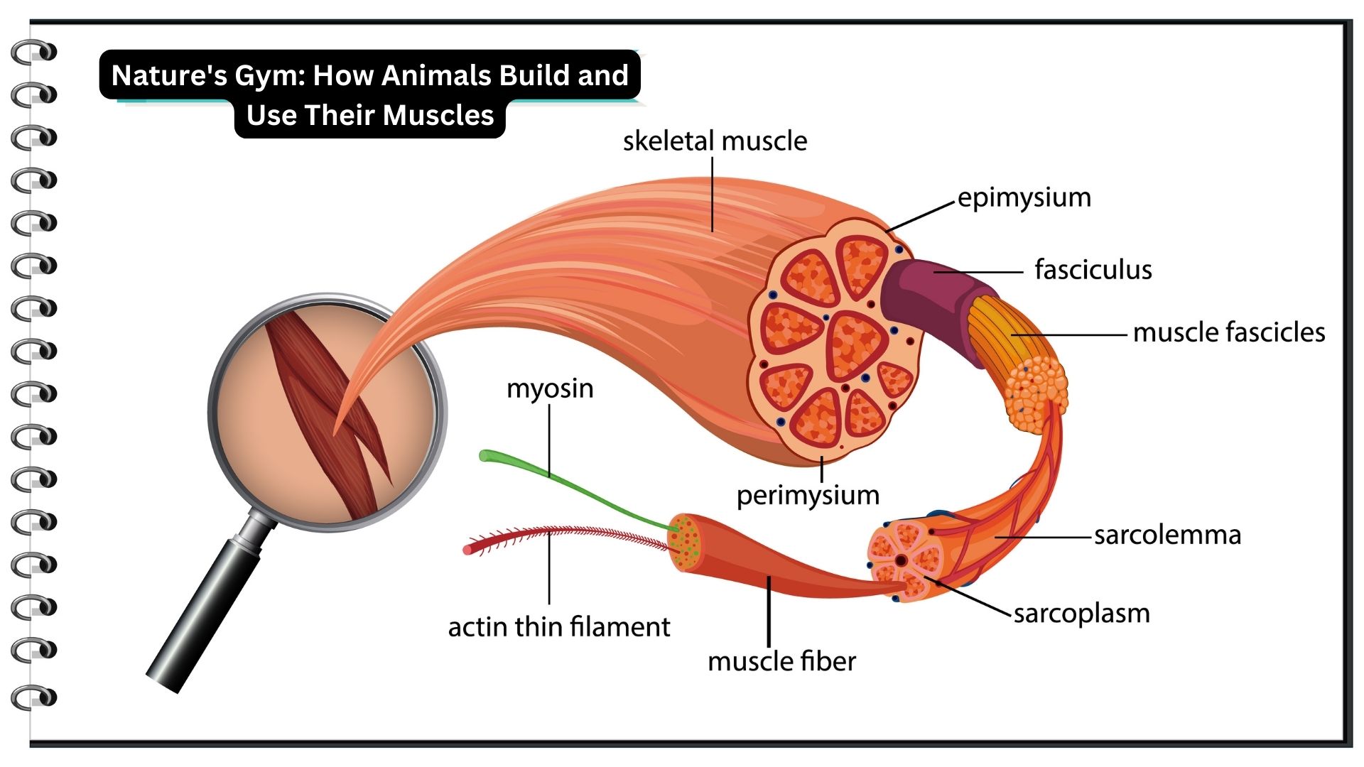 Discovering Animal Muscle Building