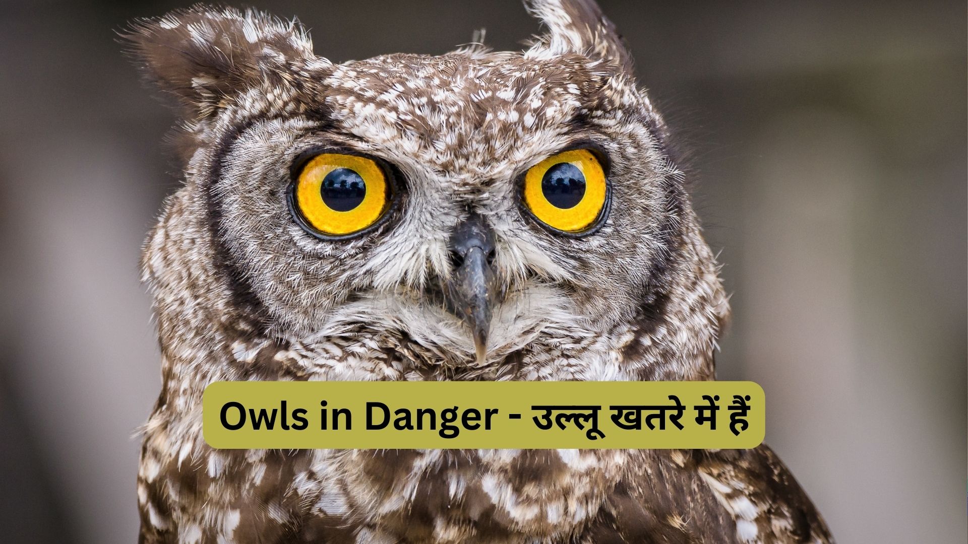 Owls in Danger - उल्लू खतरे में हैं