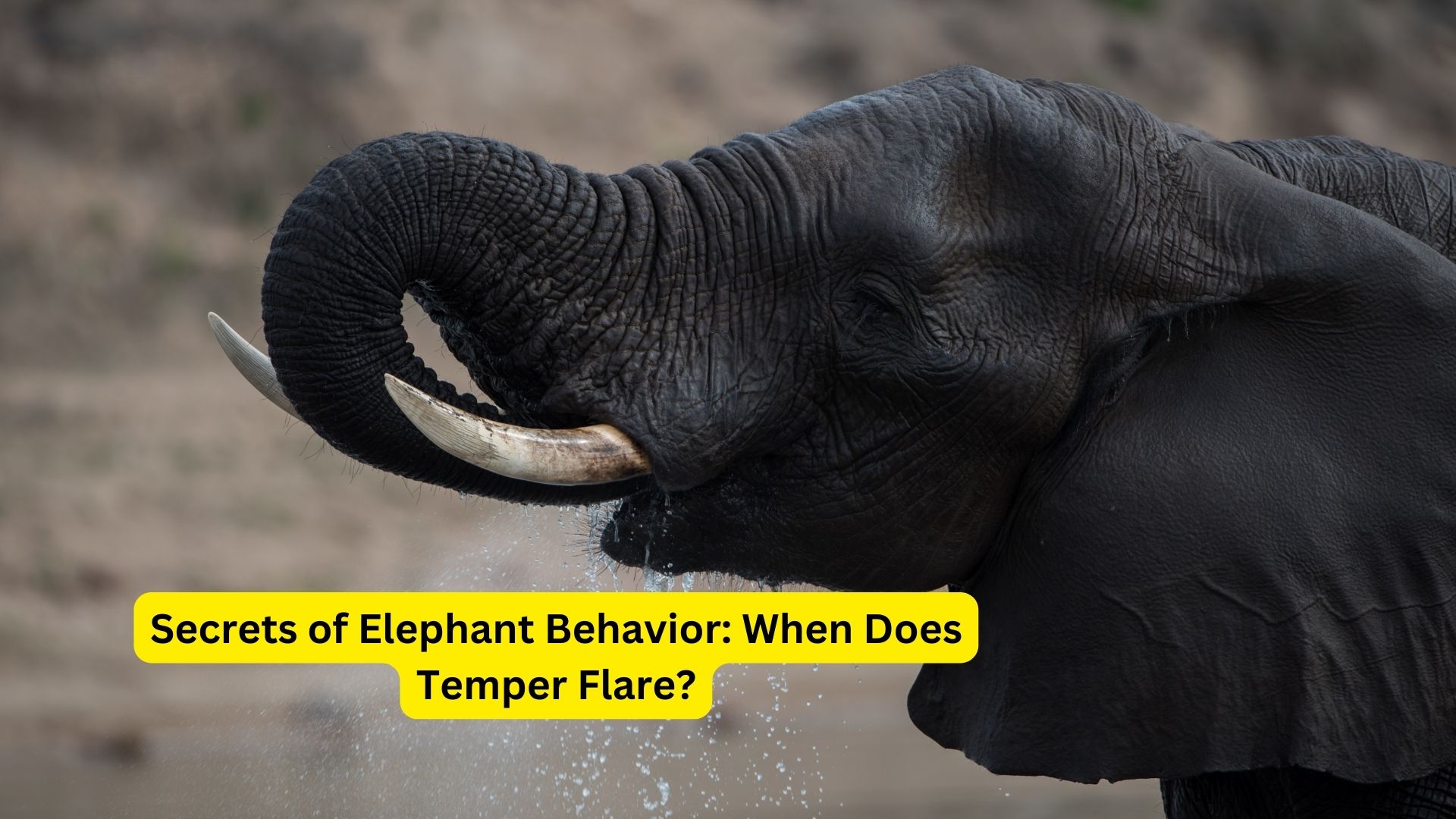 Secrets of Elephant Behavior: When Does Temper Flare?