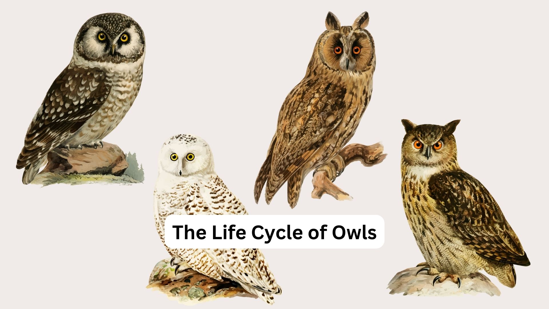 The Life Cycle of Owls