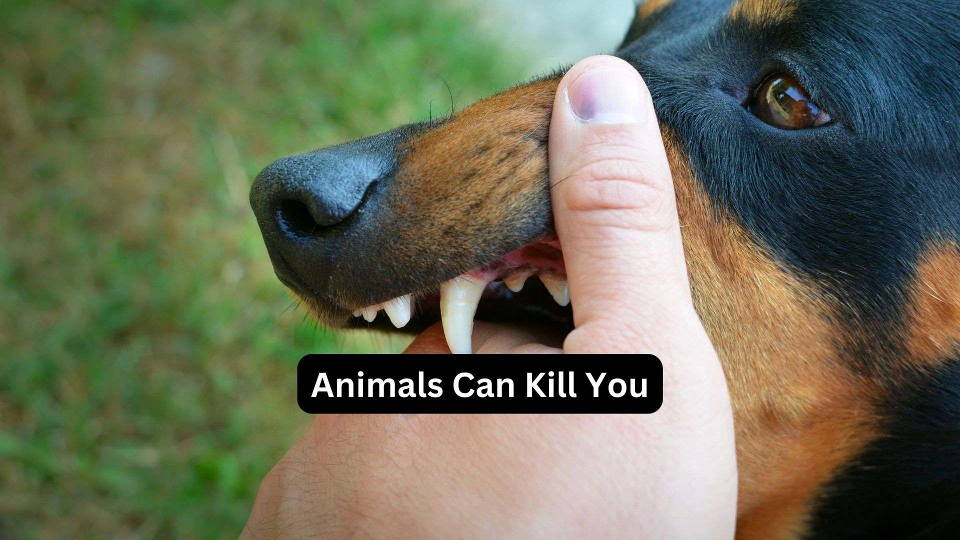 Animals Can Kill You