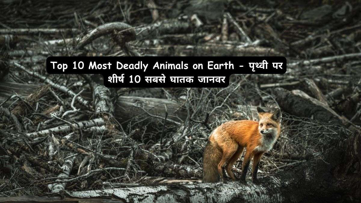 Top-10-Most-Deadly-Animals-on-Earth-पृथ्वी-पर-शीर्ष-10-सबसे-घातक-जानवर