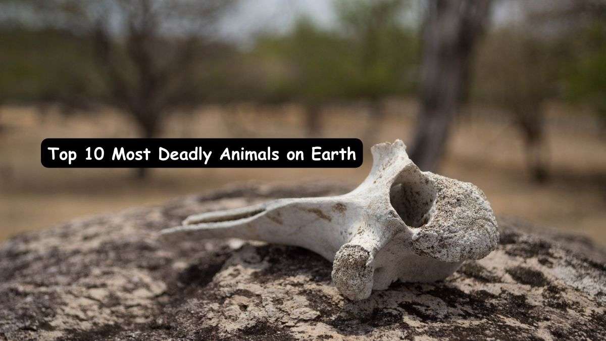 Top-10-Most-Deadly-Animals-on-Earth
