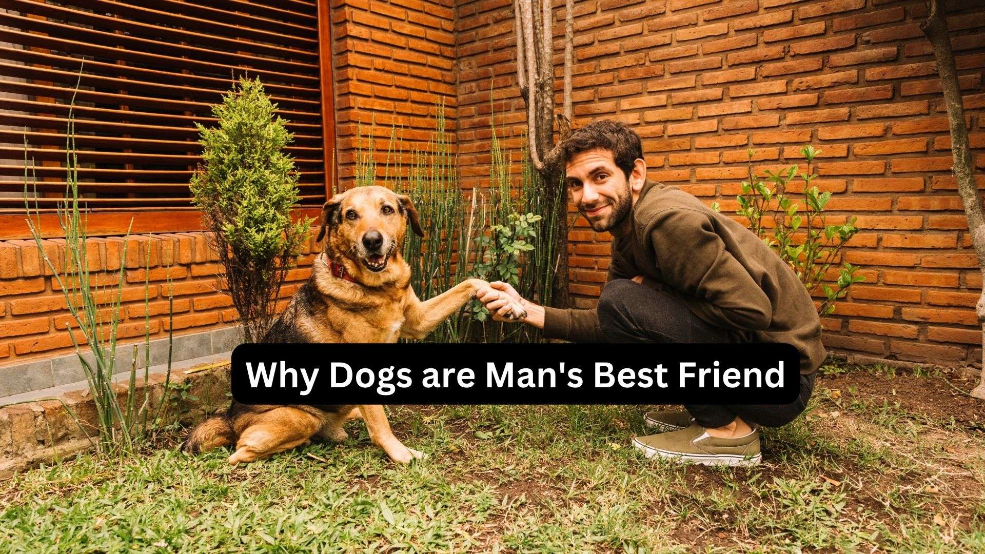 Why-Dogs-are-Man's-Best-Friend