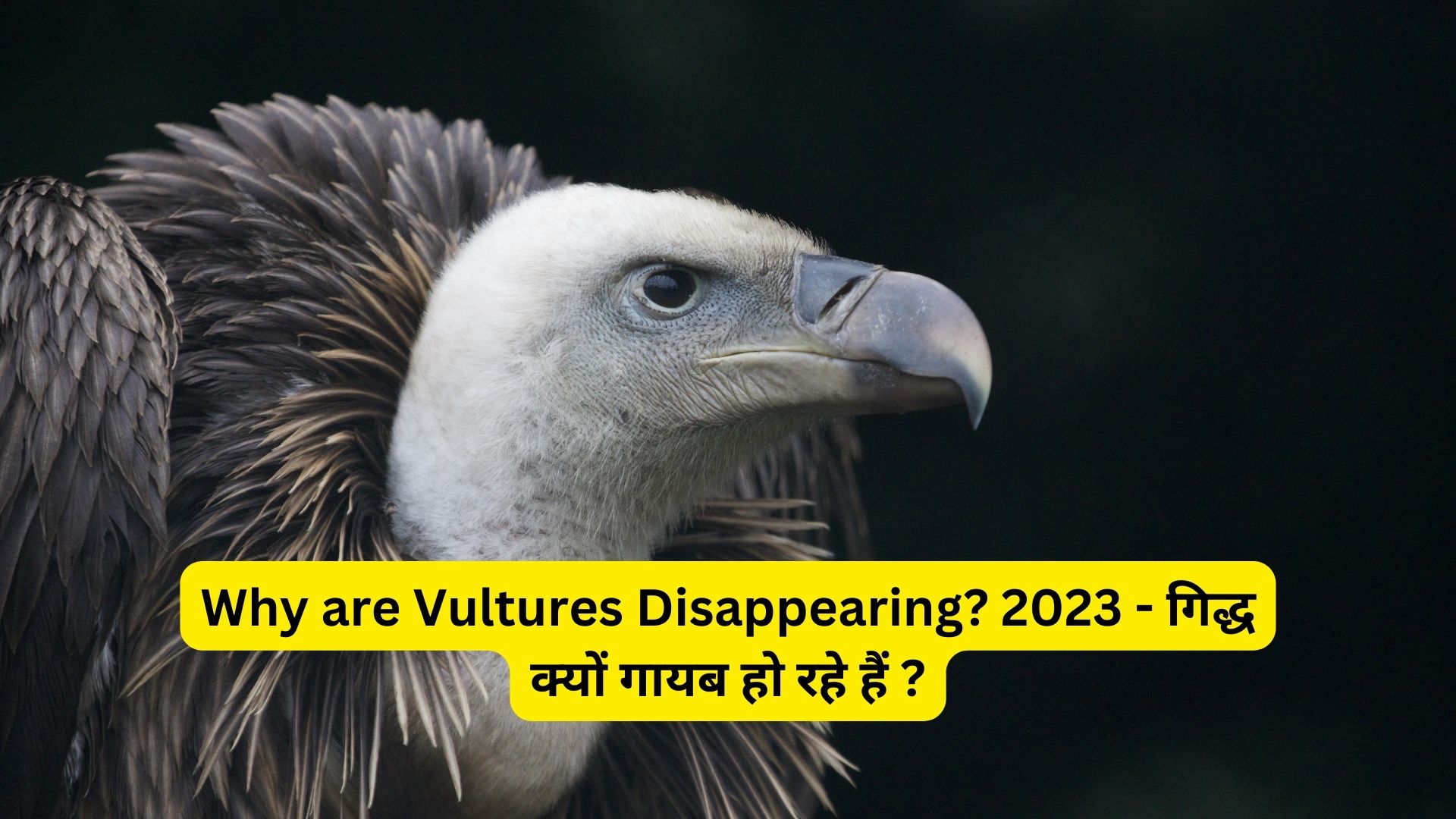 Why are Vultures Disappearing? 2023 - गिद्ध क्यों गायब हो रहे हैं ?