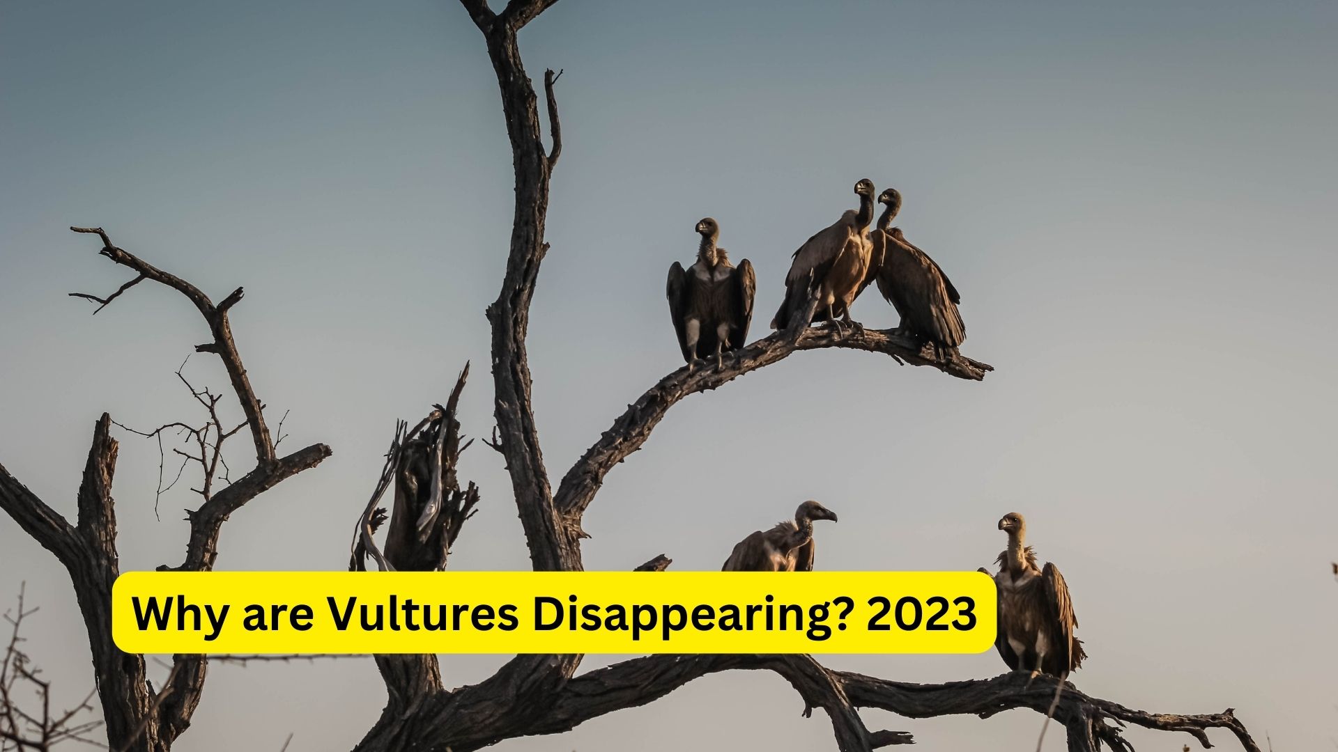 Why are Vultures Disappearing? 2023