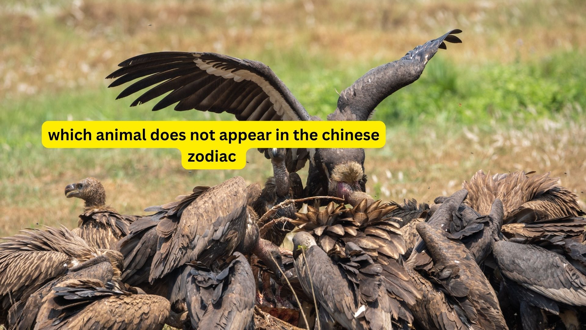 which animal does not appear in the chinese zodiac