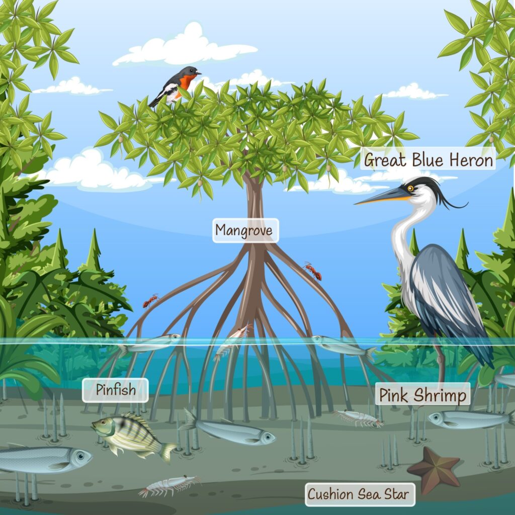 Brief overview of the interdependence between animals and plants.