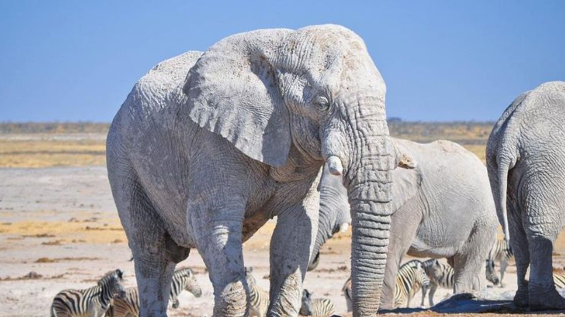 Which country is known as the land of white Elephants