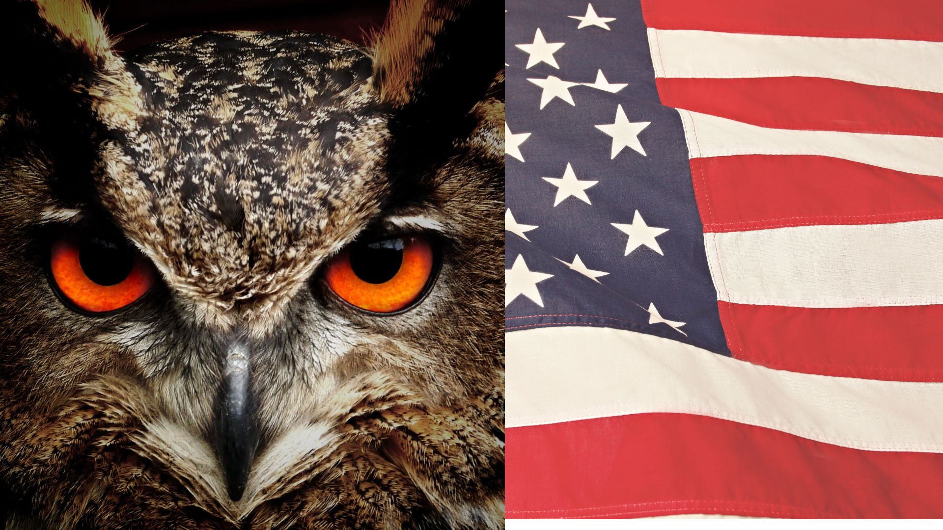 Do-you-get-owls-in-America
