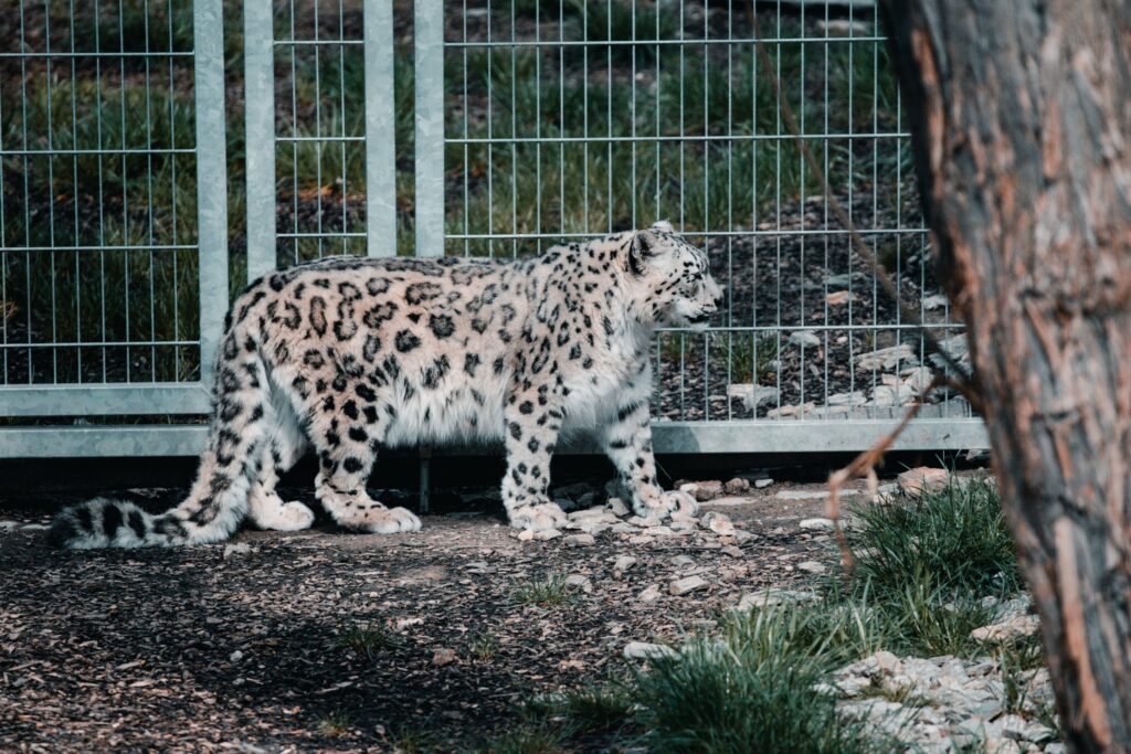 Exploring the elusive world of snow leopards: majestic creatures thriving in their mountainous habitat