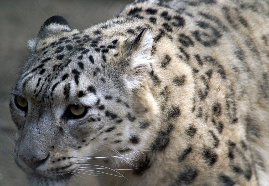 Snow Leopard Population Distribution