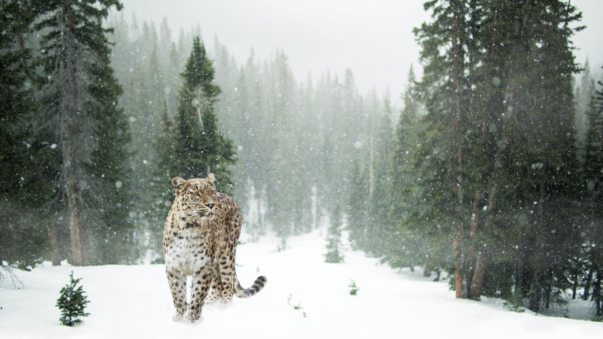 Snow-leopard-standing-gracefully-on-a-rocky-mountain-ledge-gazing-into-the-vast-snowy-landscape