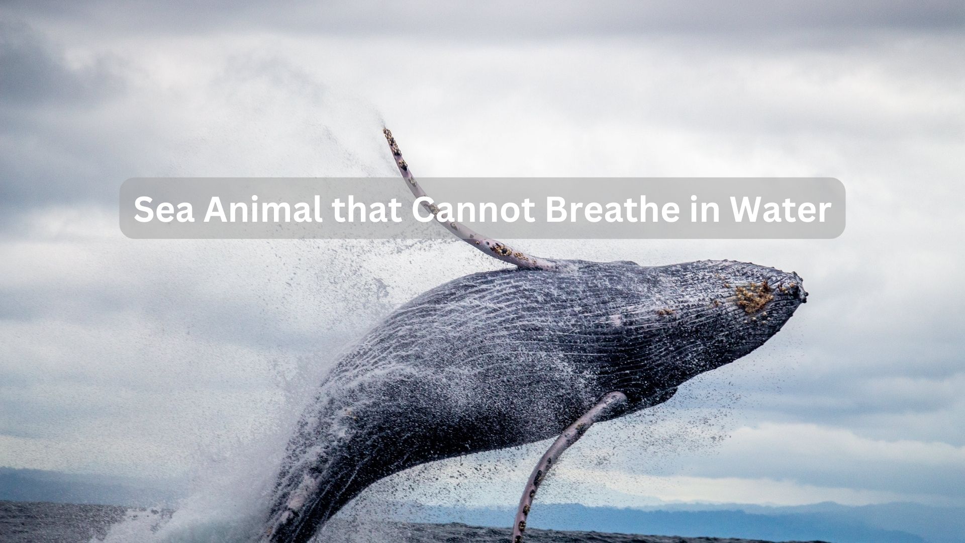 Which-Sea-Animal-Cannot-Breathe-in-Water