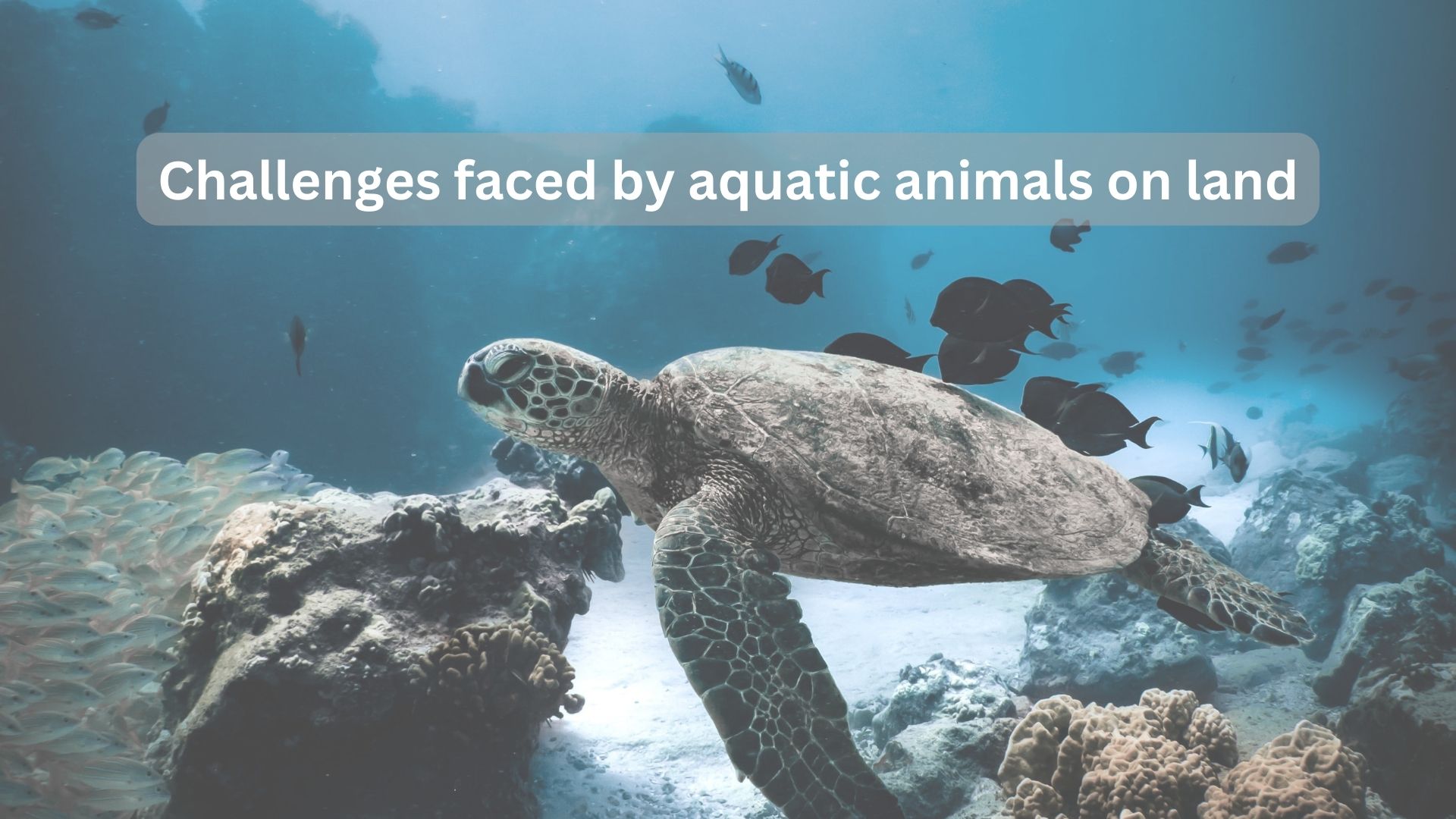 Why-Aquatic-Animals-Cannot-Survive-on-Land