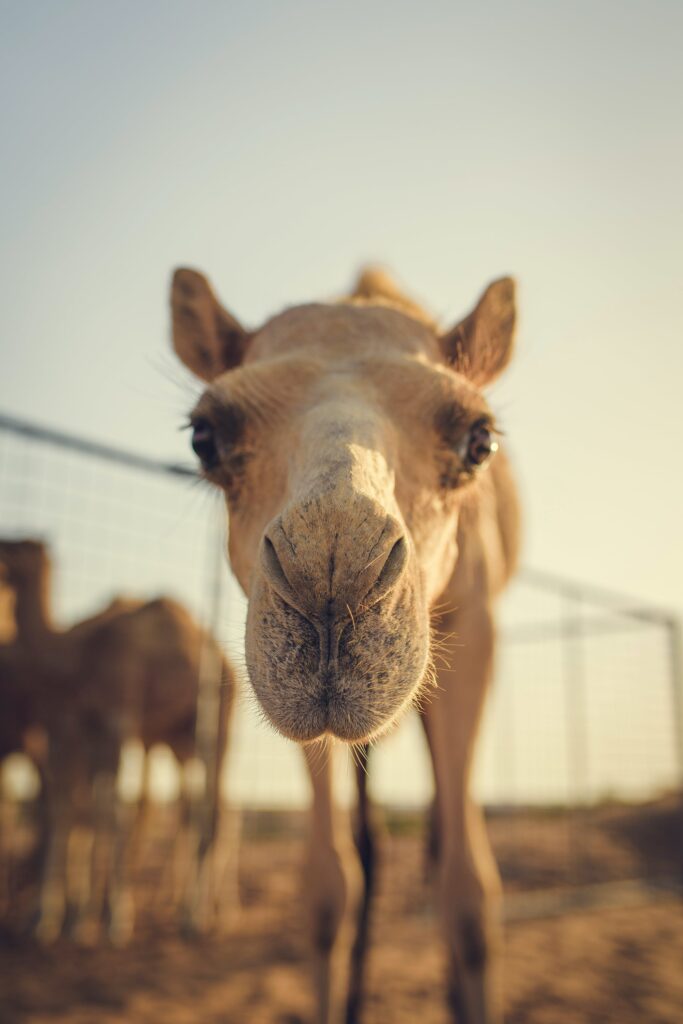 10 Interesting Facts About Camels