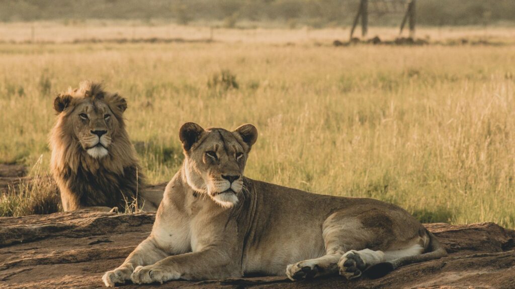 Discover the Wonders of African Lions: Essential Facts
