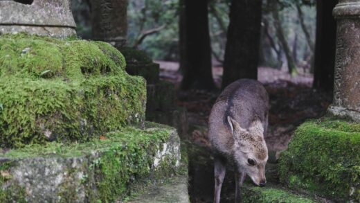 Exploring-Japan-Unique-Wildlife