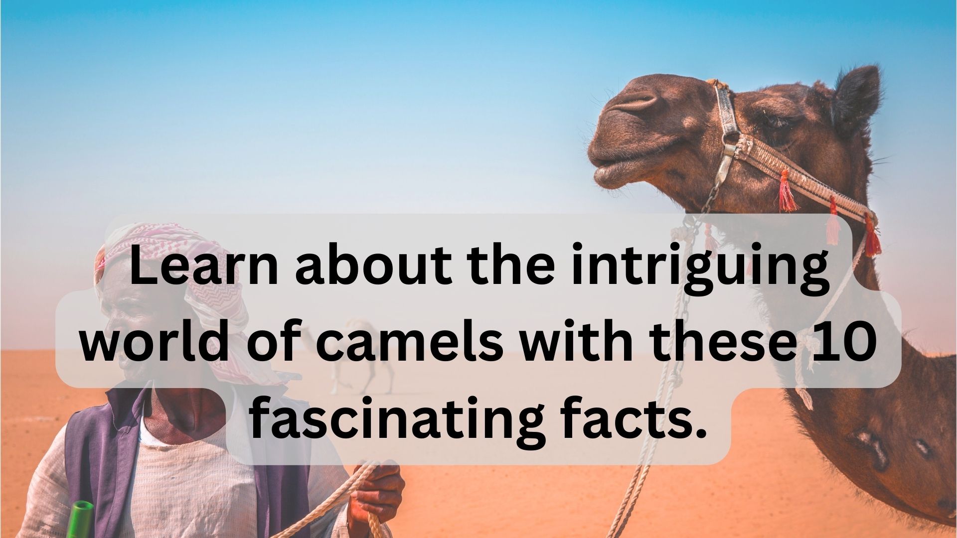Learn-about-the-intriguing-world-of-camels-with-these-10-fascinating-facts