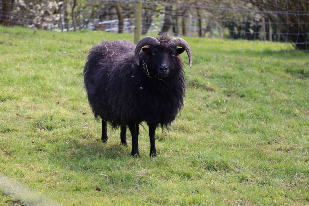 black-sheep-wool