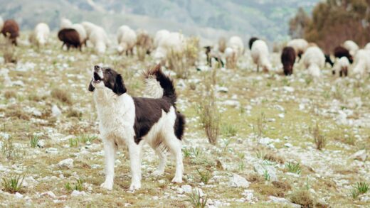 sheep-guardian-dogs